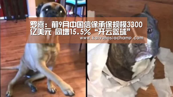开云篮球
